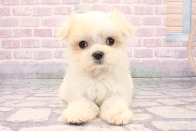 京都府のマルチーズ (Coo&RIKU京都河原町店/2025年8月31日生まれ/女の子/ホワイト)の子犬の1枚目の画像