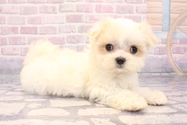 京都府のマルチーズ (Coo&RIKU京都河原町店/2025年8月31日生まれ/女の子/ホワイト)の子犬の2枚目の画像