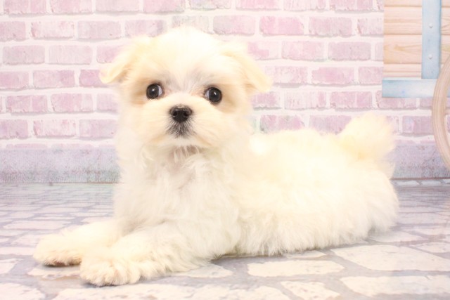 京都府のマルチーズ (Coo&RIKU京都河原町店/2025年8月31日生まれ/女の子/ホワイト)の子犬の3枚目の画像