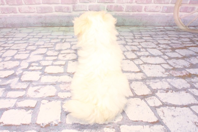 京都府のマルチーズ (Coo&RIKU京都河原町店/2025年8月31日生まれ/女の子/ホワイト)の子犬の4枚目の画像