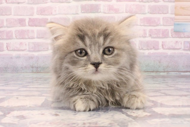 兵庫県のスコティッシュストレート (Coo&RIKU神戸三宮店/2025年8月31日生まれ/女の子/ブルーパッチドタビー)の子猫の1枚目の画像