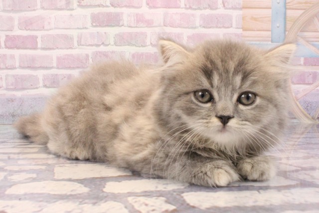 兵庫県のスコティッシュストレート (Coo&RIKU神戸三宮店/2025年8月31日生まれ/女の子/ブルーパッチドタビー)の子猫の2枚目の画像