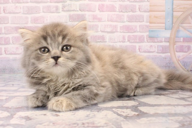 兵庫県のスコティッシュストレート (Coo&RIKU神戸三宮店/2025年8月31日生まれ/女の子/ブルーパッチドタビー)の子猫の3枚目の画像