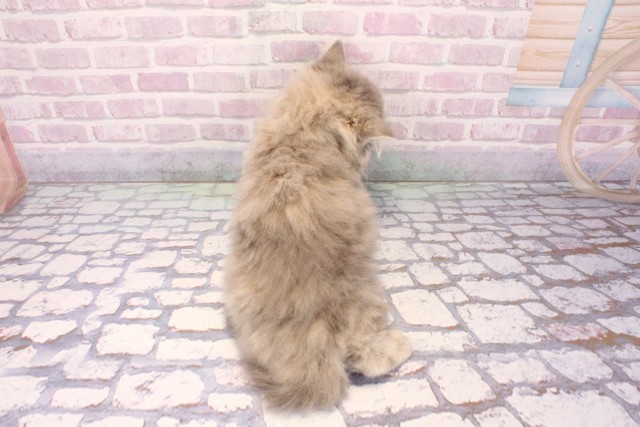 兵庫県のスコティッシュストレート (Coo&RIKU神戸三宮店/2025年8月31日生まれ/女の子/ブルーパッチドタビー)の子猫の4枚目の画像