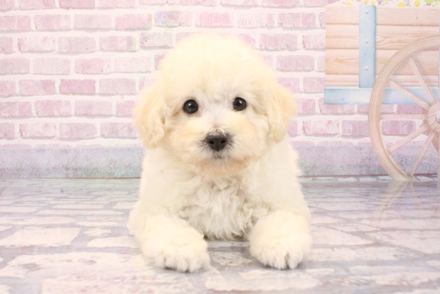 大阪府のトイプードル(トイ) (Coo&RIKU梅田店/2025年8月31日生まれ/女の子/ホワイト)の子犬