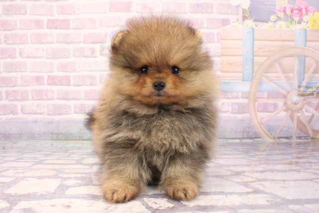 兵庫県のポメラニアン (Coo&RIKU神戸三宮店/2025年8月30日生まれ/女の子/オレンジ)の子犬の1枚目の画像