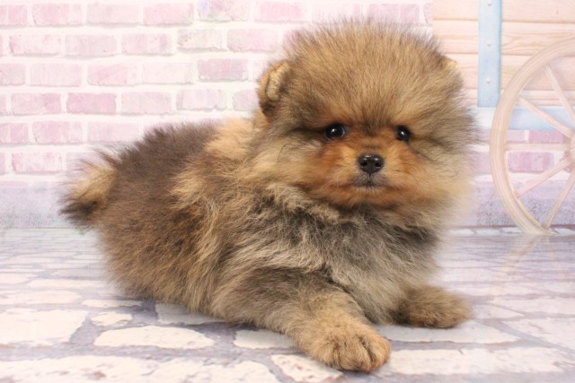 兵庫県のポメラニアン (Coo&RIKU神戸三宮店/2025年8月30日生まれ/女の子/オレンジ)の子犬の2枚目の画像