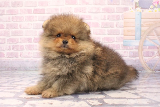 兵庫県のポメラニアン (Coo&RIKU神戸三宮店/2025年8月30日生まれ/女の子/オレンジ)の子犬の3枚目の画像