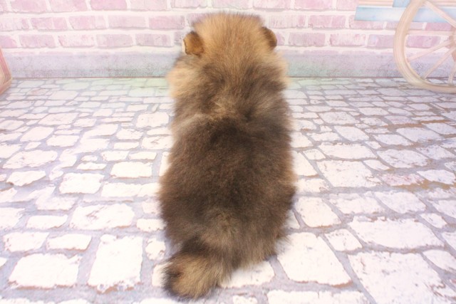 兵庫県のポメラニアン (Coo&RIKU神戸三宮店/2025年8月30日生まれ/女の子/オレンジ)の子犬の4枚目の画像