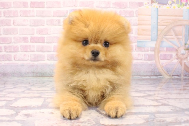 兵庫県のポメラニアン (Coo&RIKU伊丹店/2025年8月23日生まれ/女の子/オレンジ)の子犬の1枚目の画像