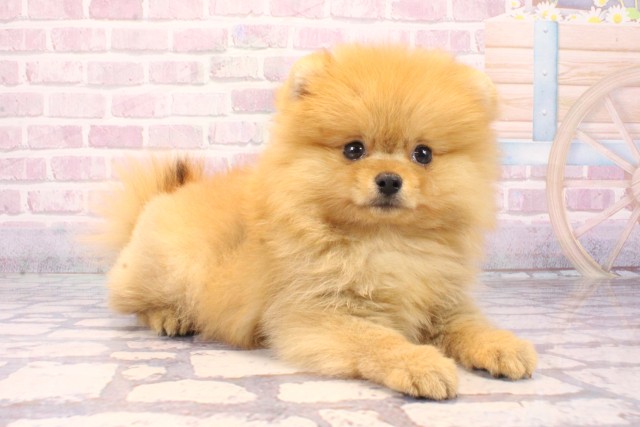 兵庫県のポメラニアン (Coo&RIKU伊丹店/2025年8月23日生まれ/女の子/オレンジ)の子犬の2枚目の画像