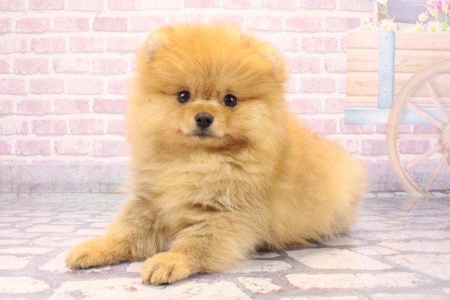 兵庫県のポメラニアン (Coo&RIKU伊丹店/2025年8月23日生まれ/女の子/オレンジ)の子犬の3枚目の画像