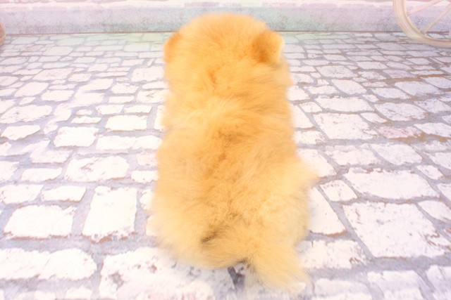 兵庫県のポメラニアン (Coo&RIKU伊丹店/2025年8月23日生まれ/女の子/オレンジ)の子犬の4枚目の画像