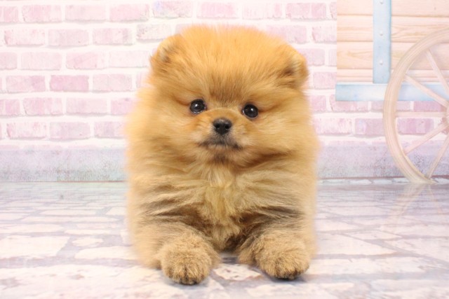大阪府のポメラニアン (Coo&RIKU心斎橋店/2025年8月24日生まれ/男の子/オレンジ)の子犬