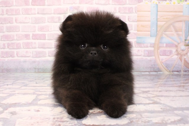 オーダー受付 ポメラニアン ご予約ページ 7/21