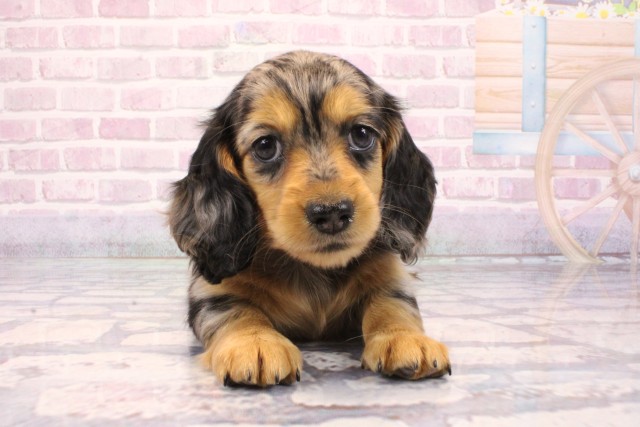 京都府のミニチュアダックスフンド(ロング) (Coo&RIKU京都河原町店/2025年8月28日生まれ/女の子/シルバーダップル)の子犬の1枚目の画像