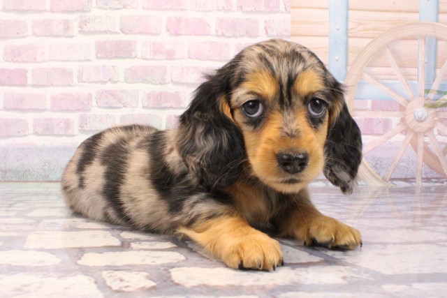 京都府のミニチュアダックスフンド(ロング) (Coo&RIKU京都河原町店/2025年8月28日生まれ/女の子/シルバーダップル)の子犬の2枚目の画像