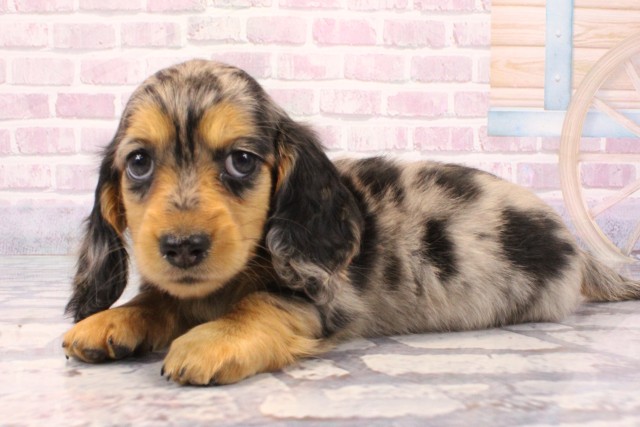 京都府のミニチュアダックスフンド(ロング) (Coo&RIKU京都河原町店/2025年8月28日生まれ/女の子/シルバーダップル)の子犬の3枚目の画像