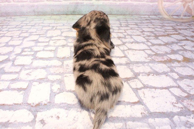 京都府のミニチュアダックスフンド(ロング) (Coo&RIKU京都河原町店/2025年8月28日生まれ/女の子/シルバーダップル)の子犬の4枚目の画像