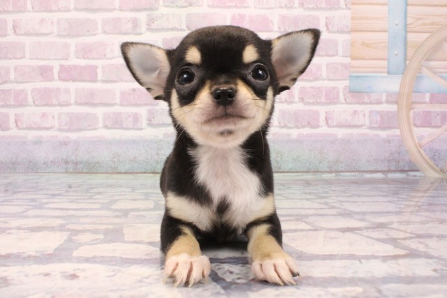 大阪府のチワワ(スムース) (Coo&RIKU梅田店/2025年8月31日生まれ/女の子/ブラックタン)の子犬の1枚目の画像