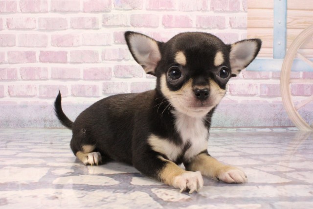 大阪府のチワワ(スムース) (Coo&RIKU梅田店/2025年8月31日生まれ/女の子/ブラックタン)の子犬の2枚目の画像