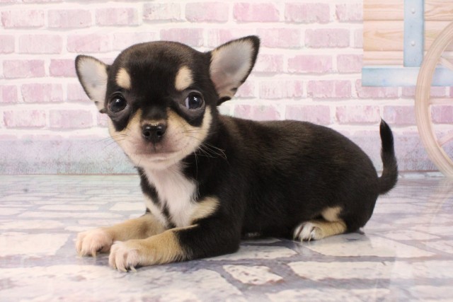 大阪府のチワワ(スムース) (Coo&RIKU梅田店/2025年8月31日生まれ/女の子/ブラックタン)の子犬の3枚目の画像