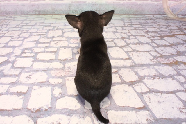 大阪府のチワワ(スムース) (Coo&RIKU梅田店/2025年8月31日生まれ/女の子/ブラックタン)の子犬の4枚目の画像