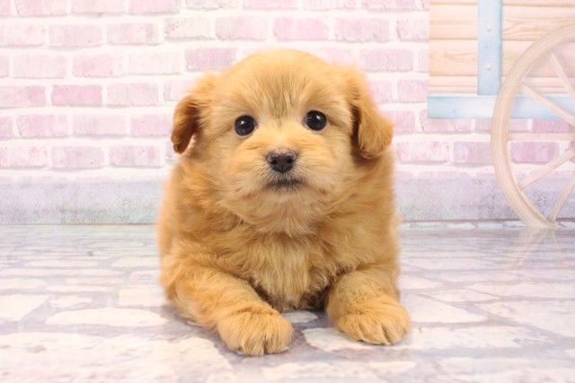 大阪府のポメプー(ポメラニアン×プードル) (Coo&RIKU心斎橋店/2025年8月29日生まれ/女の子/アプリコット)の子犬の1枚目の画像