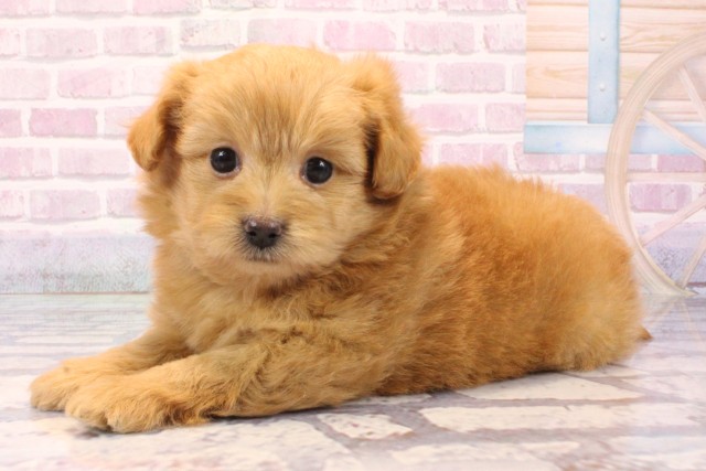 大阪府のポメプー(ポメラニアン×プードル) (Coo&RIKU心斎橋店/2025年8月29日生まれ/女の子/アプリコット)の子犬の3枚目の画像