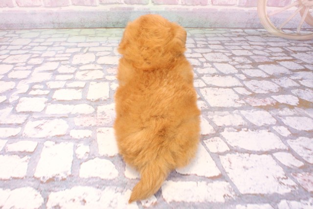 大阪府のポメプー(ポメラニアン×プードル) (Coo&RIKU心斎橋店/2025年8月29日生まれ/女の子/アプリコット)の子犬の4枚目の画像