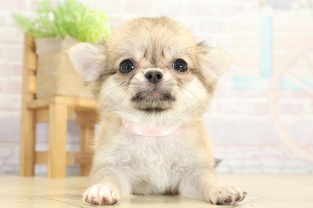 愛知県のチワワ(ロング) (Coo&RIKU瀬港線守山店/2025年8月31日生まれ/女の子/フォーンホワイト)の子犬の1枚目の画像