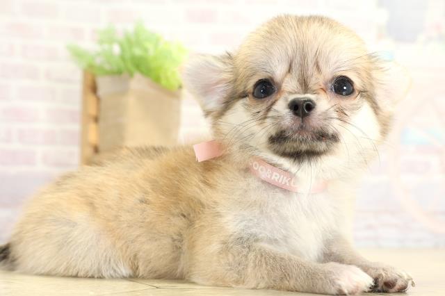 愛知県のチワワ(ロング) (Coo&RIKU瀬港線守山店/2025年8月31日生まれ/女の子/フォーンホワイト)の子犬の2枚目の画像