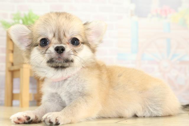 愛知県のチワワ(ロング) (Coo&RIKU瀬港線守山店/2025年8月31日生まれ/女の子/フォーンホワイト)の子犬の3枚目の画像