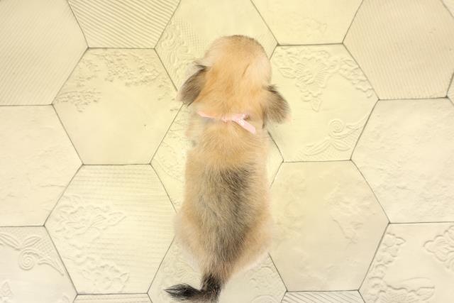 愛知県のチワワ(ロング) (Coo&RIKU瀬港線守山店/2025年8月31日生まれ/女の子/フォーンホワイト)の子犬の4枚目の画像