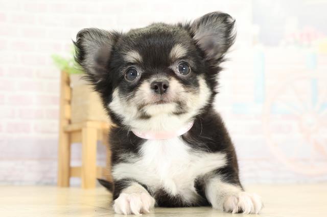 愛知県のチワワ(ロング) (Coo&RIKU東海店/2025年8月31日生まれ/女の子/ブラッククリームホワイト)の子犬の1枚目の画像