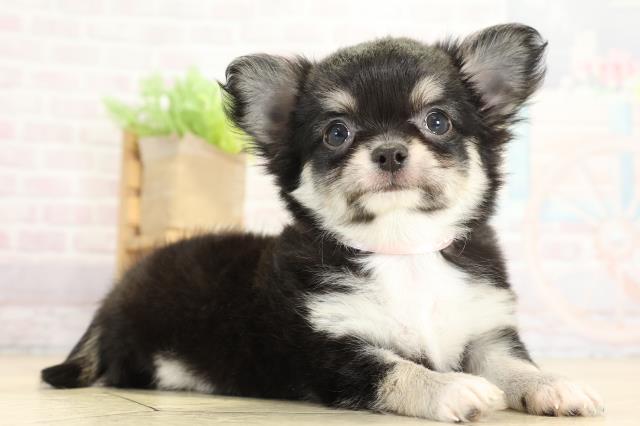 愛知県のチワワ(ロング) (Coo&RIKU東海店/2025年8月31日生まれ/女の子/ブラッククリームホワイト)の子犬の2枚目の画像