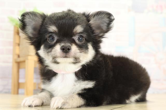 愛知県のチワワ(ロング) (Coo&RIKU東海店/2025年8月31日生まれ/女の子/ブラッククリームホワイト)の子犬の3枚目の画像