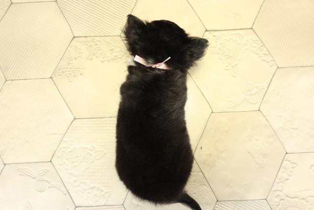 愛知県のチワワ(ロング) (Coo&RIKU東海店/2025年8月31日生まれ/女の子/ブラッククリームホワイト)の子犬の4枚目の画像