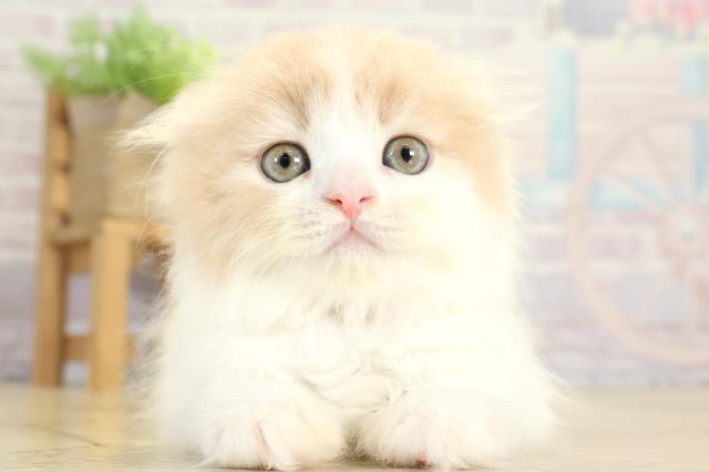 愛知県のスコティッシュフォールド (Coo&RIKU東海店/2025年8月25日生まれ/女の子/クリームタビーホワイト)の子猫の1枚目の画像