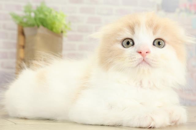 愛知県のスコティッシュフォールド (Coo&RIKU東海店/2025年8月25日生まれ/女の子/クリームタビーホワイト)の子猫の2枚目の画像