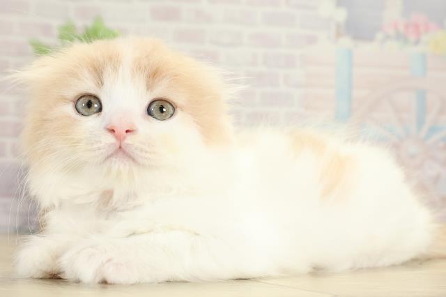 愛知県のスコティッシュフォールド (Coo&RIKU東海店/2025年8月25日生まれ/女の子/クリームタビーホワイト)の子猫の3枚目の画像