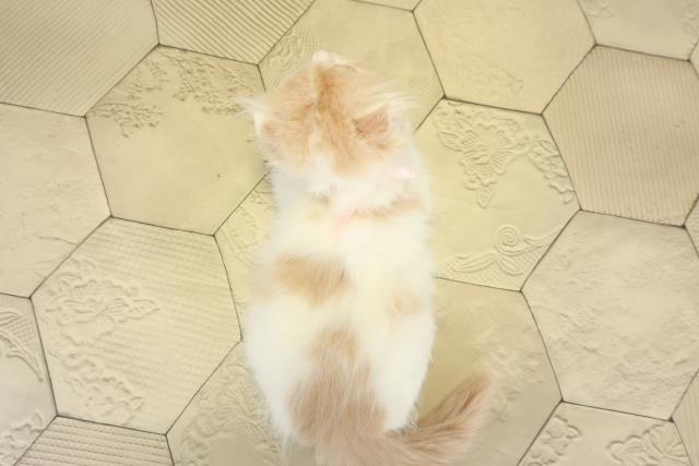 愛知県のスコティッシュフォールド (Coo&RIKU東海店/2025年8月25日生まれ/女の子/クリームタビーホワイト)の子猫の4枚目の画像