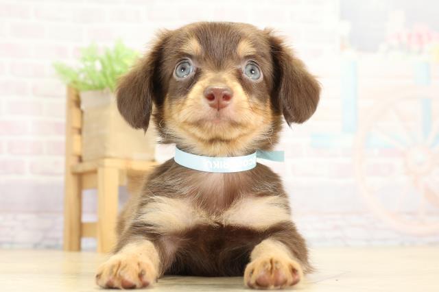愛知県のチワックス(チワワ×ダックス) (Coo&RIKU瀬港線守山店/2025年8月30日生まれ/男の子/チョコレートタン)の子犬の1枚目の画像