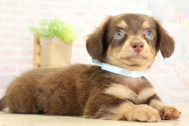 愛知県のチワックス(チワワ×ダックス) (Coo&RIKU瀬港線守山店/2025年8月30日生まれ/男の子/チョコレートタン)の子犬の2枚目の画像