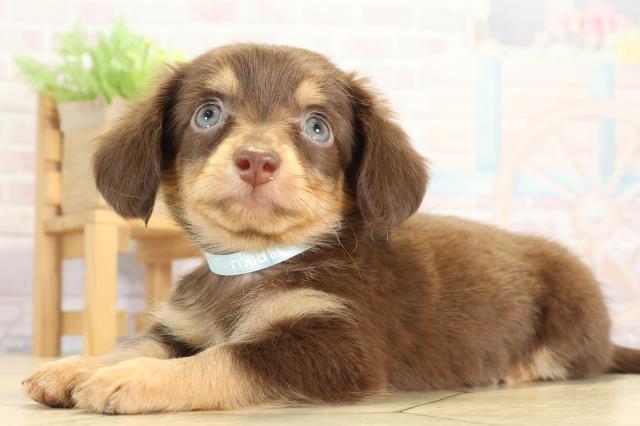 愛知県のチワックス(チワワ×ダックス) (Coo&RIKU瀬港線守山店/2025年8月30日生まれ/男の子/チョコレートタン)の子犬の3枚目の画像