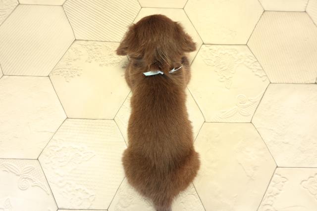 愛知県のチワックス(チワワ×ダックス) (Coo&RIKU瀬港線守山店/2025年8月30日生まれ/男の子/チョコレートタン)の子犬の4枚目の画像