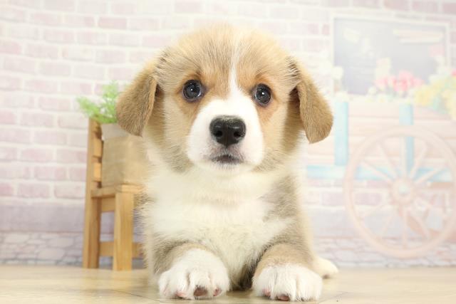 愛知県のウェルシュコーギーペンブローク (Coo&RIKU豊橋店/2025年8月29日生まれ/女の子/レッドホワイト)の子犬の1枚目の画像