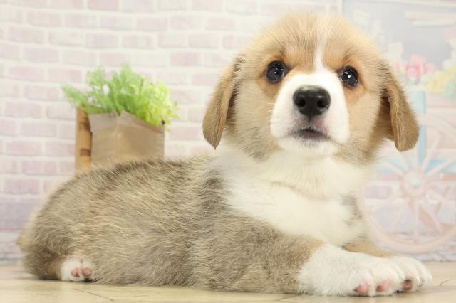 愛知県のウェルシュコーギーペンブローク (Coo&RIKU豊橋店/2025年8月29日生まれ/女の子/レッドホワイト)の子犬の2枚目の画像