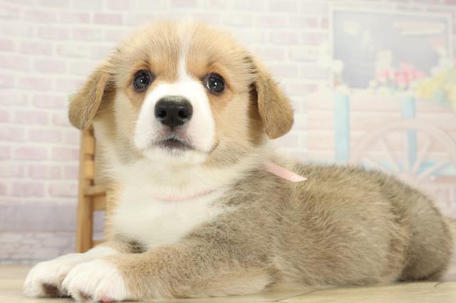 愛知県のウェルシュコーギーペンブローク (Coo&RIKU豊橋店/2025年8月29日生まれ/女の子/レッドホワイト)の子犬の3枚目の画像