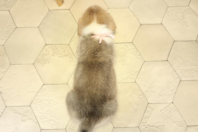 愛知県のウェルシュコーギーペンブローク (Coo&RIKU豊橋店/2025年8月29日生まれ/女の子/レッドホワイト)の子犬の4枚目の画像